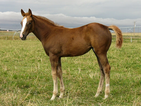 Fast Moon Chic filly for sale