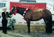 Bay Kilomax mare for sale