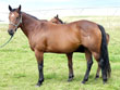 Zans Diamond Parr mare for sale