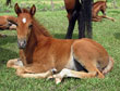Futurity Prospects For Sale