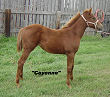 yearling filly for sale
