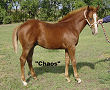 2008 Yearling