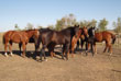Western Dash offspring for sale