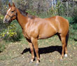 Western Sam
