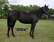 Black filly for sale