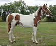 Tobie - paint filly