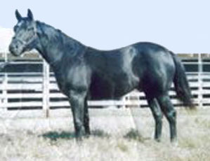 Thunder Perks, K & K Quarter Horses
