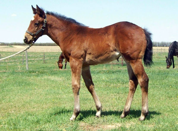 Signature Perks filly for sale