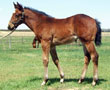 Signature Perks filly for sale